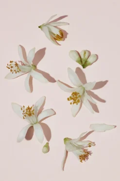 Burberry Hajuvedet<Her Parfum Intense -tuoksu 30 ml