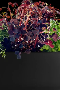 Online altakasteleva yrttilaatikko Kukkaruukut|Keittiötyövälineet