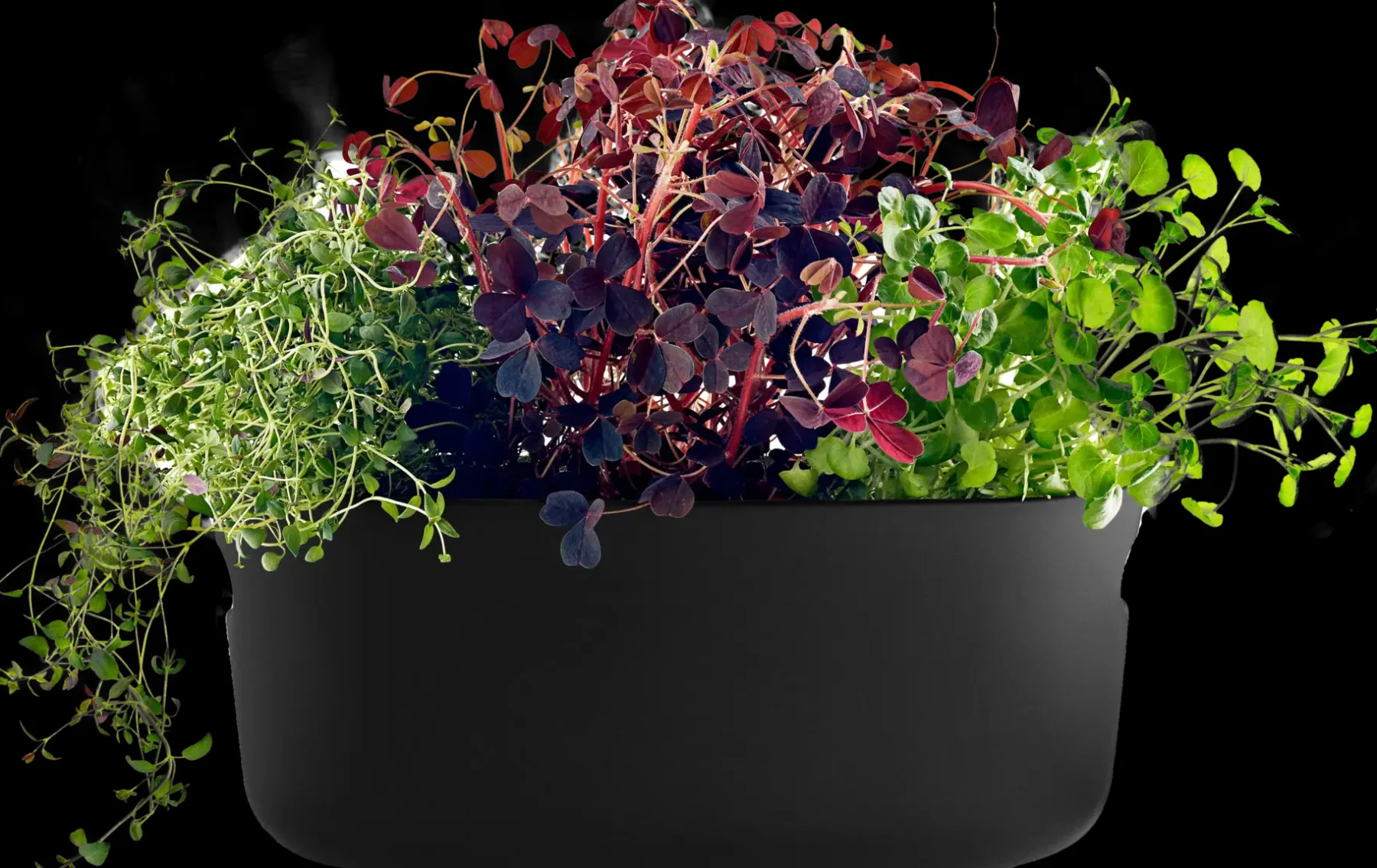 Online altakasteleva yrttilaatikko Kukkaruukut|Keittiötyövälineet