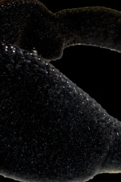 Fleecekorvalaput Päähineet