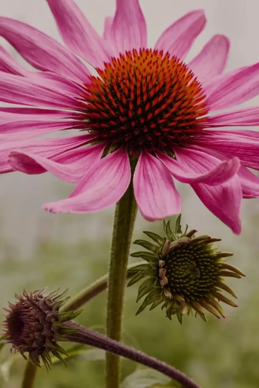 Frantsila Erityisvalmisteet<Auringonhattu-uute 50ml