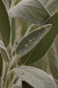 Sale Salviauute 50ml Erityisvalmisteet