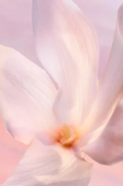 Lancôme Hajuvedet<La vie est Belle Vanille Nude 50 ml -tuoksu