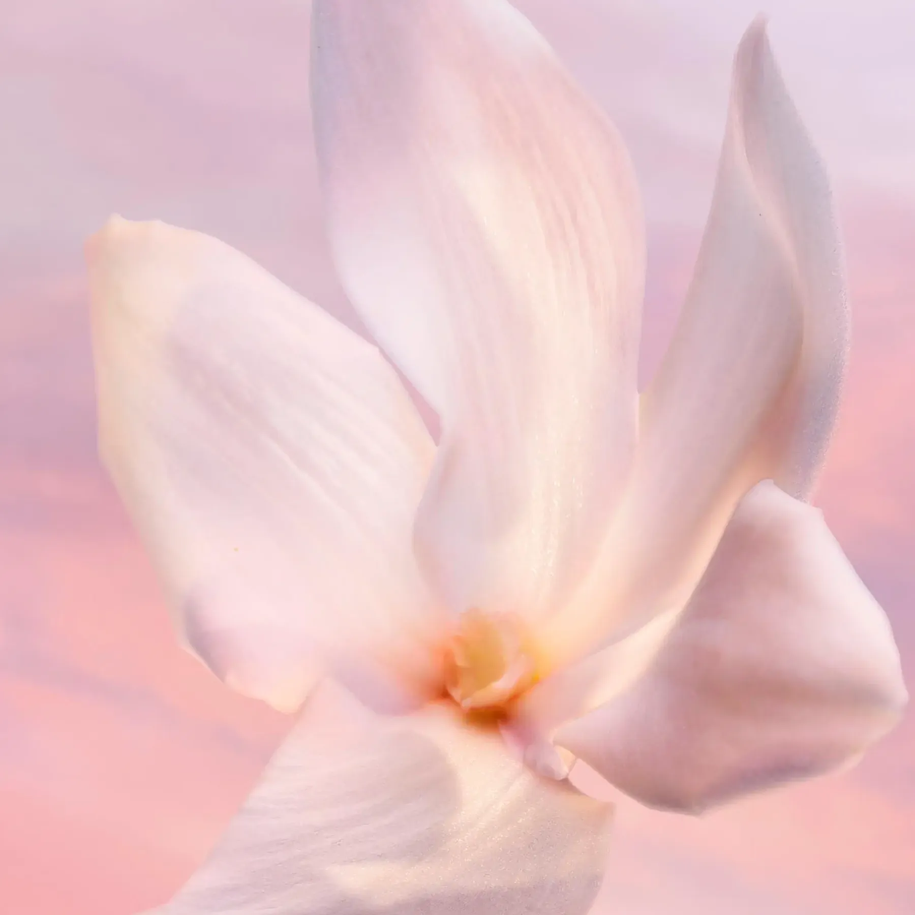 Hot La vie est Belle Vanille Nude 30 ml -tuoksu Hajuvedet