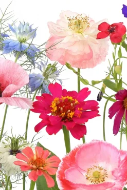 PAPER + DESIGN Servetit Ja Lautasliinat<PAPER+DESIGN Tissue-lautasliina 33 x 33 cm Wildflower garden 3-krs, 20 kpl