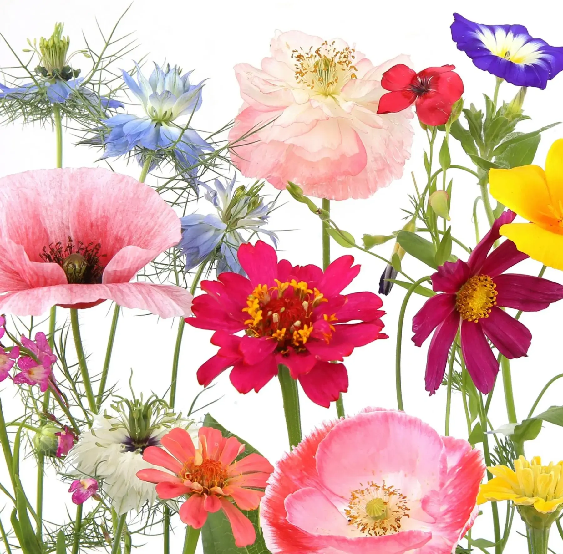 PAPER + DESIGN Servetit Ja Lautasliinat<PAPER+DESIGN Tissue-lautasliina 33 x 33 cm Wildflower garden 3-krs, 20 kpl